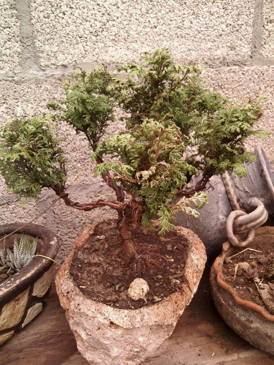 High angle view of potted plant