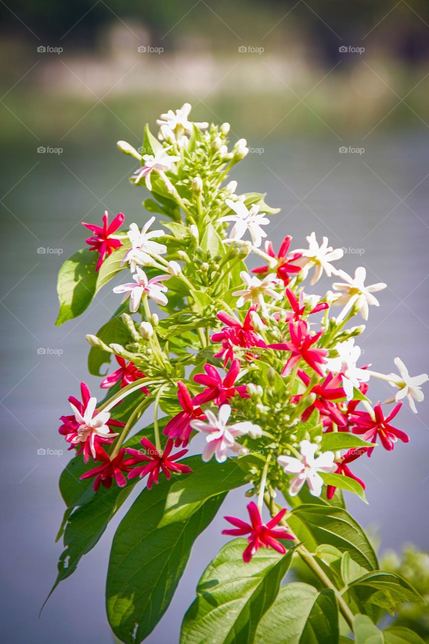 Combretum indicum
F8 1/60 iso 100