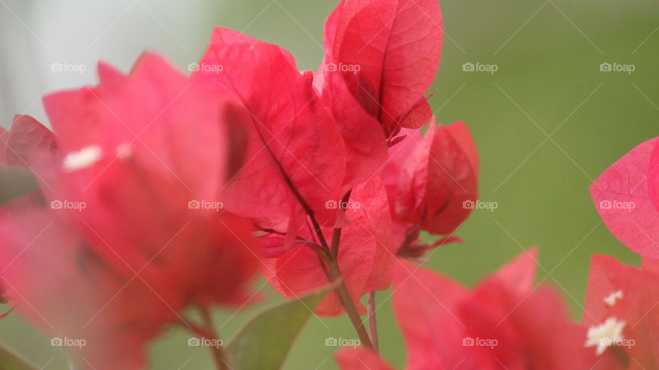 pink/red flowers with a blurred green background