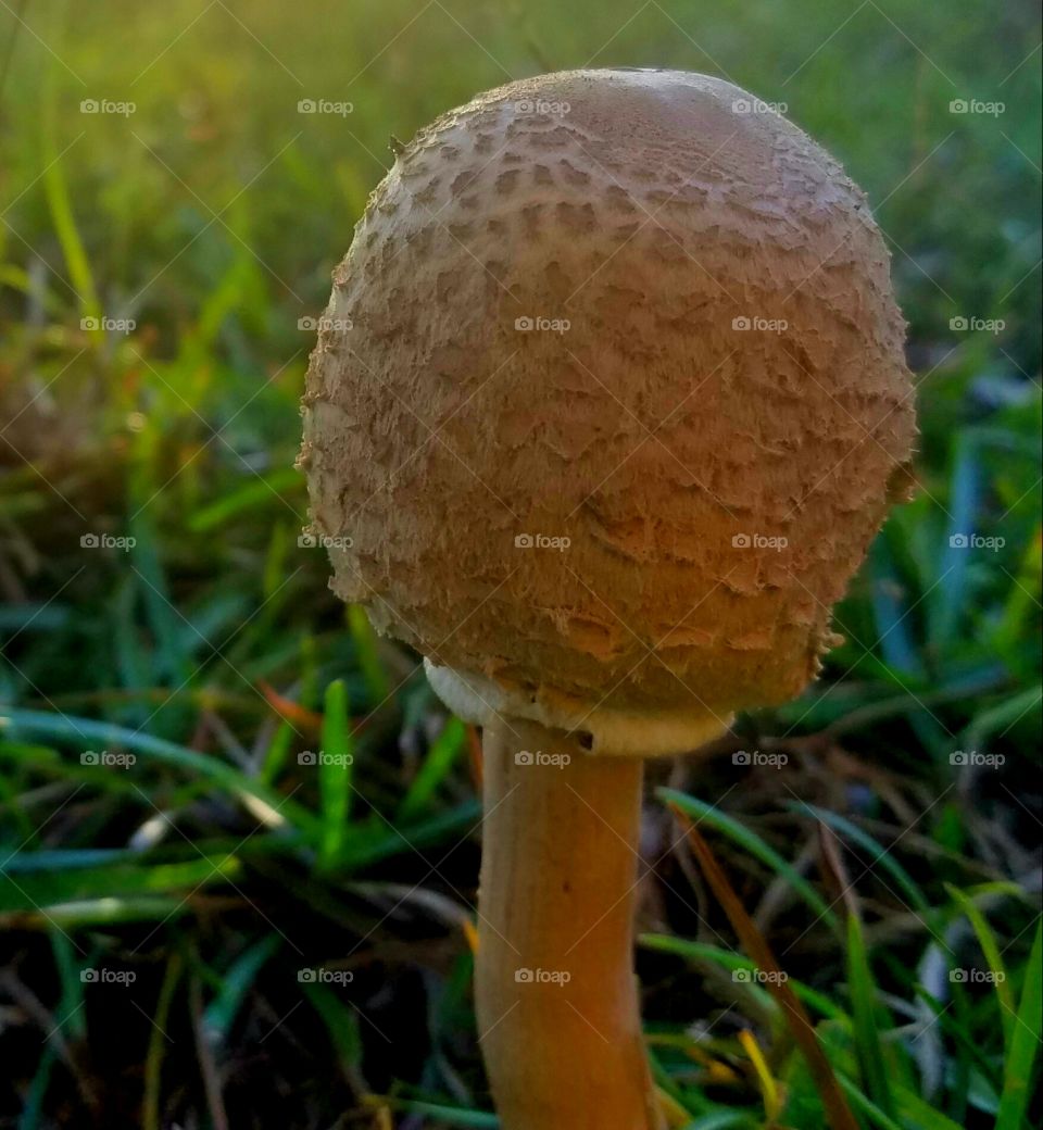 mushroom