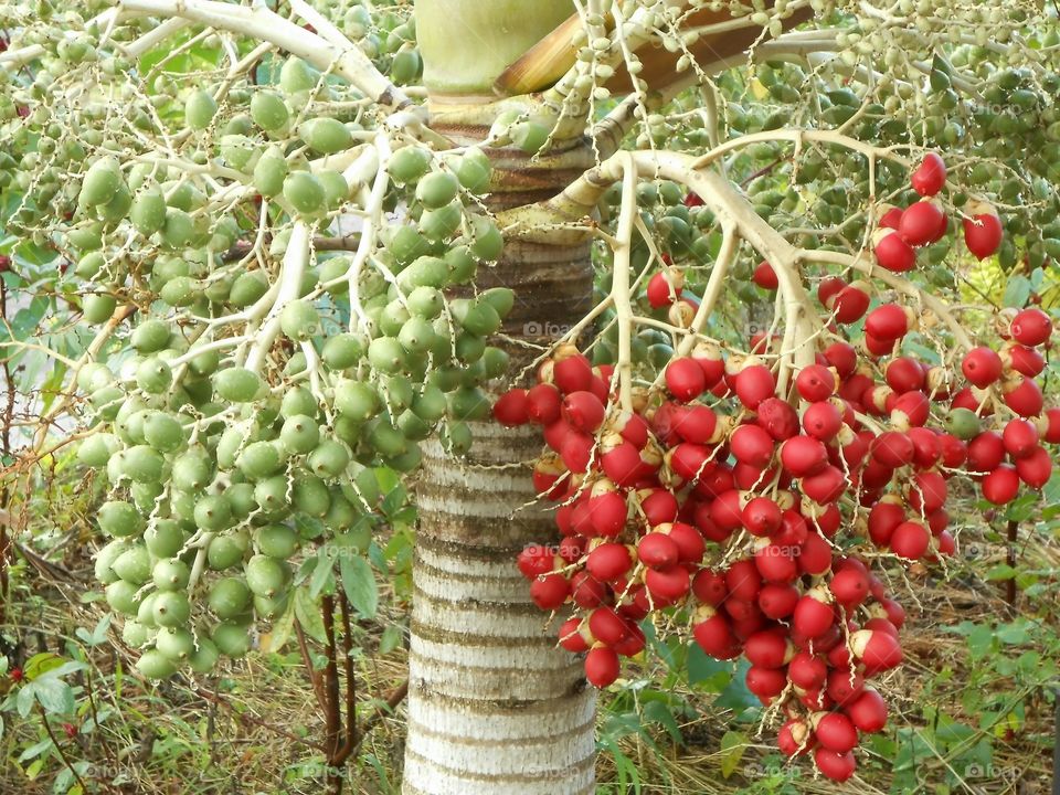 Ripe And Green Palm On Tree