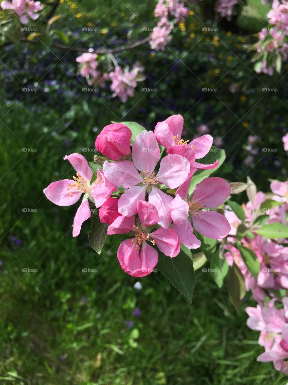 Blossoms in CT in early May