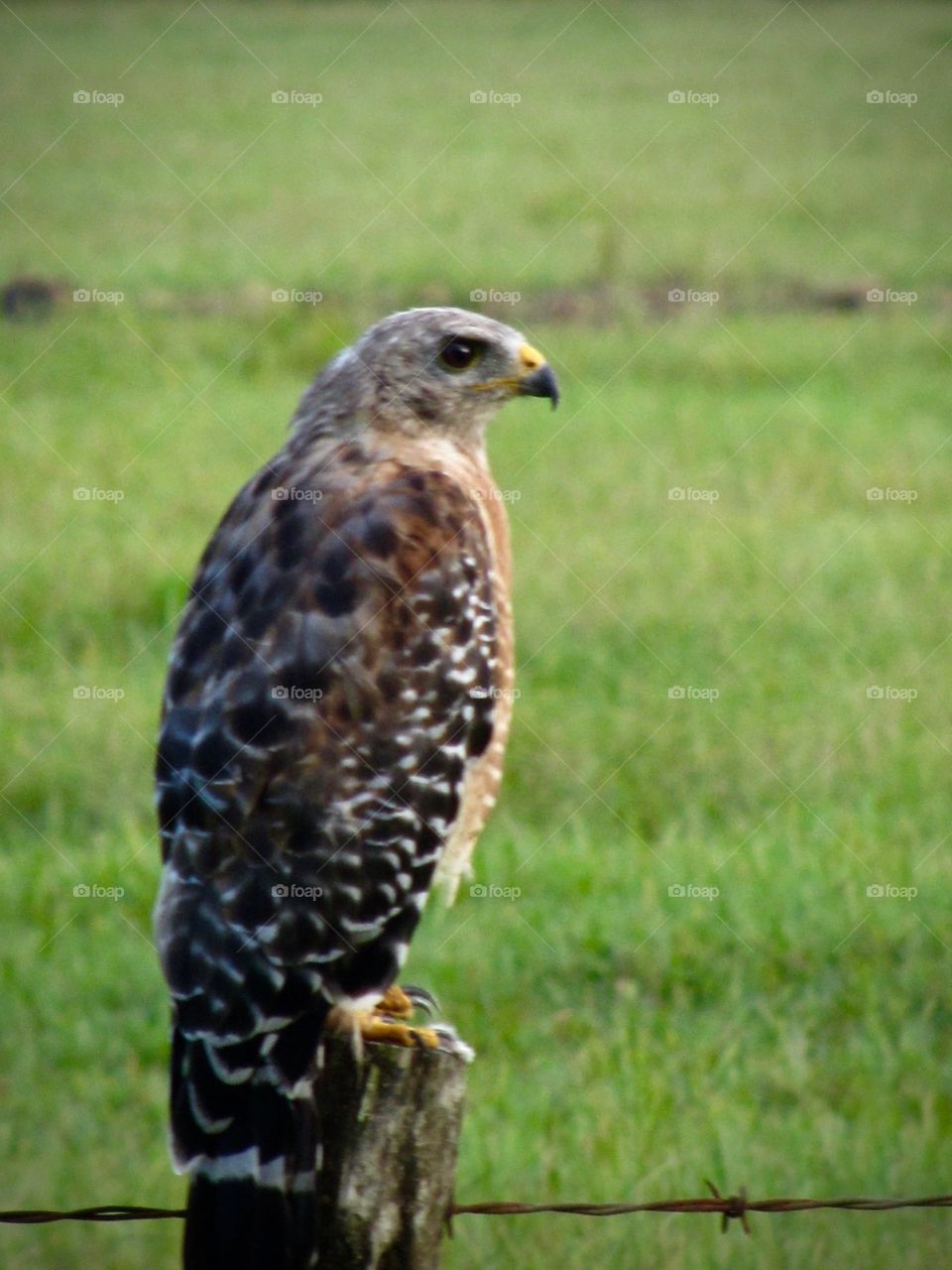 Hawk