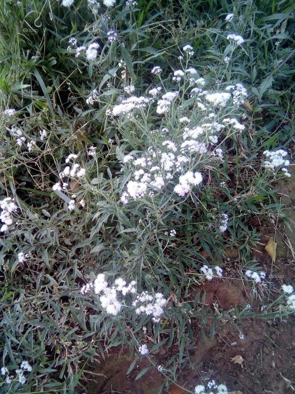flowers of the field Brazil