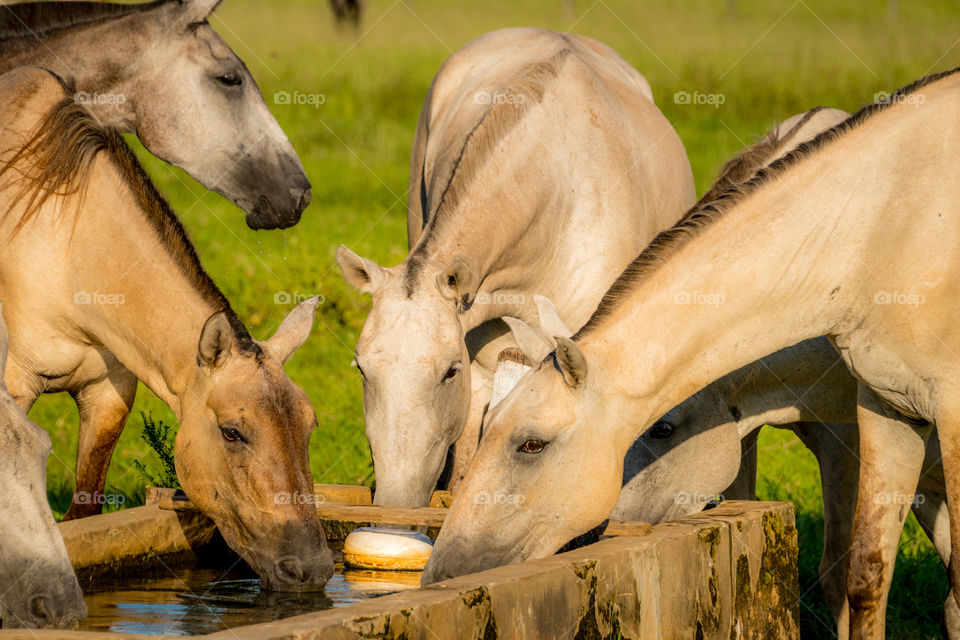 Cavalos bebendo água 