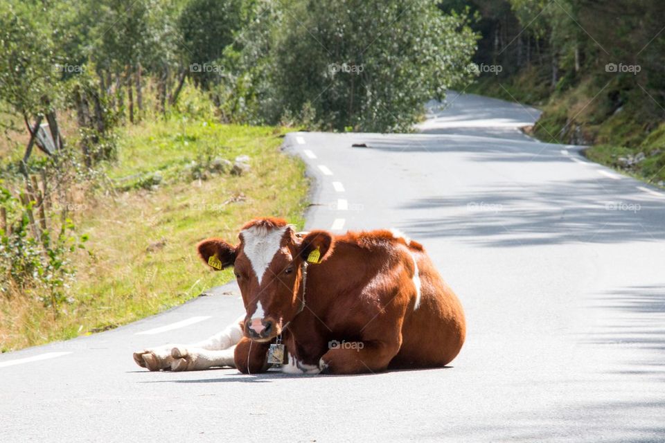 Cow roadblock 
