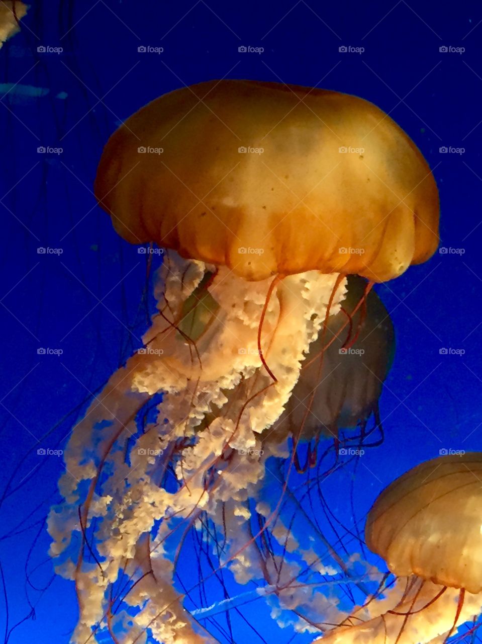 Jelly fish