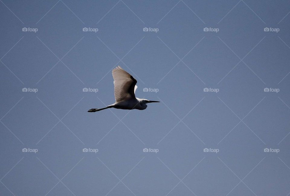 Flyng away. Dorsal side of egret, the little egret on running. Feeling disturb when tryng to document for nearly. Just looking for one individu whom that character of this species is colony (grouping).