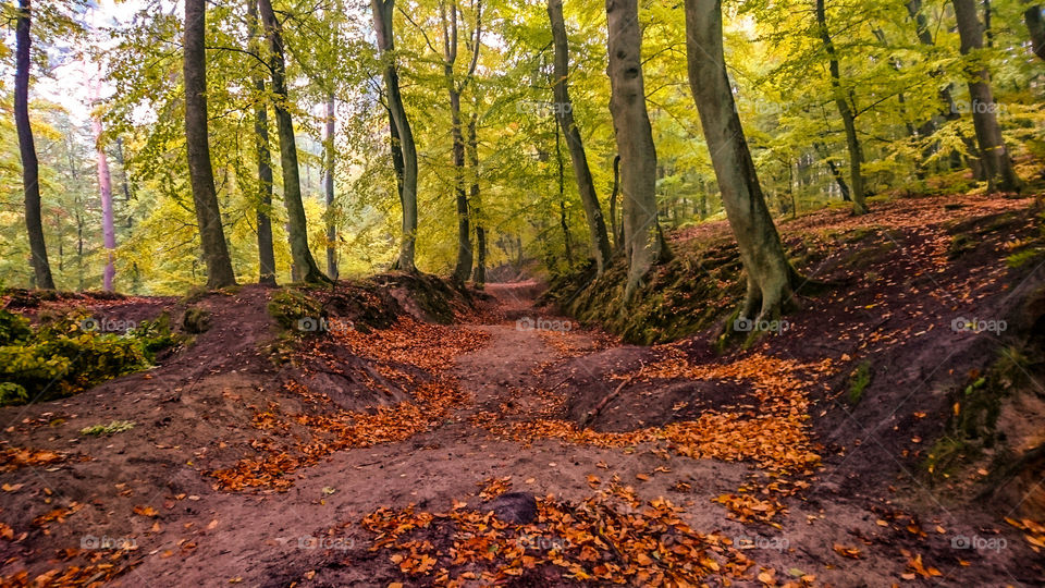 Scenic view of forest during autumn