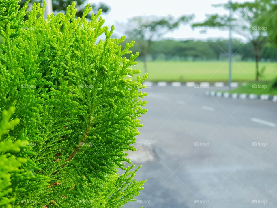 Pine leaf