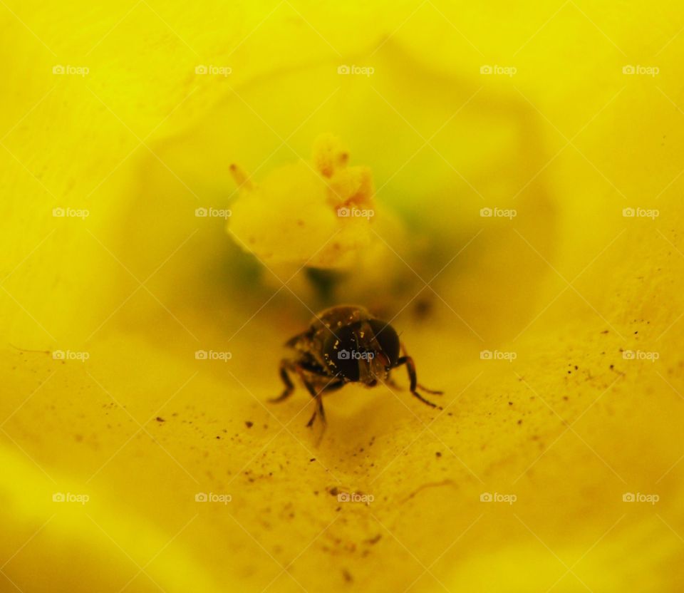 bug pollen eyes