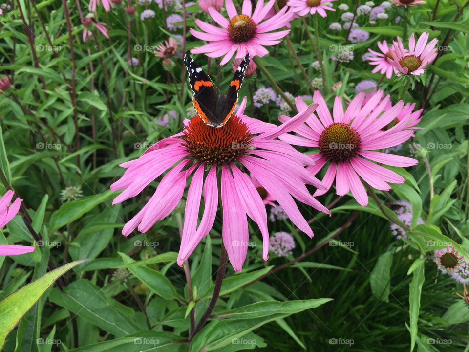 Butterfly on Purple Daisies. A butterfly on some flowers in Chicago.