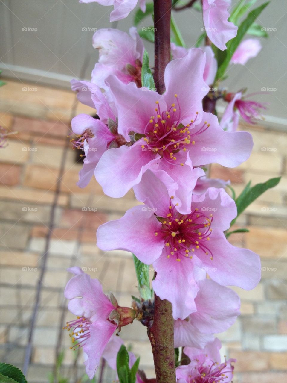 Peach blossoms