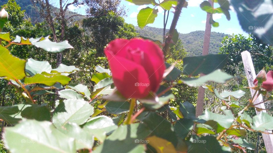 Rosa solitária na colina em Águas Mornas em SC