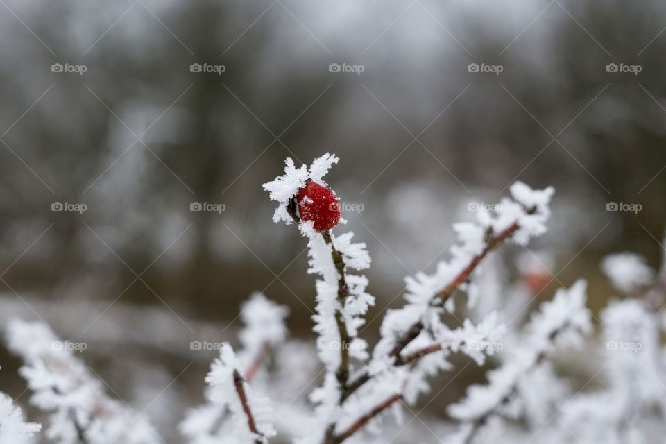 Frozen rosehip covered by ice in winter. Slovakia