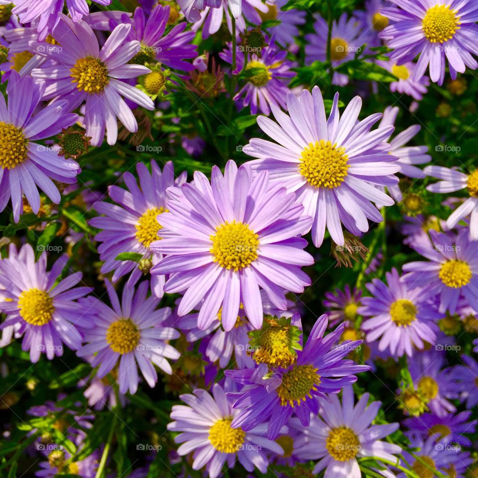 High angle view of purple daisy flowers