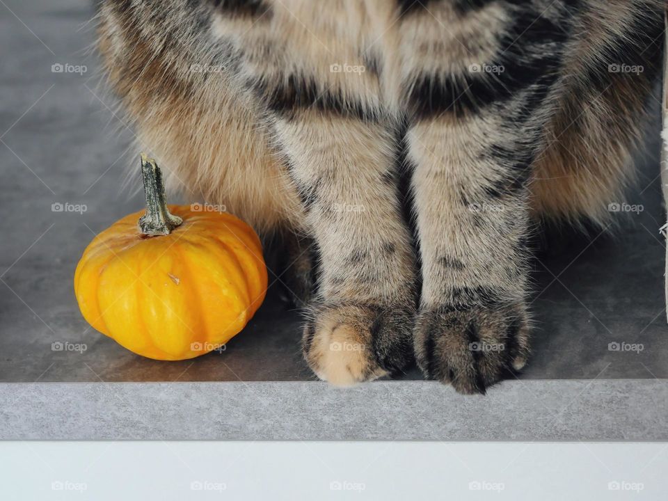 Pumpkin and cat paws