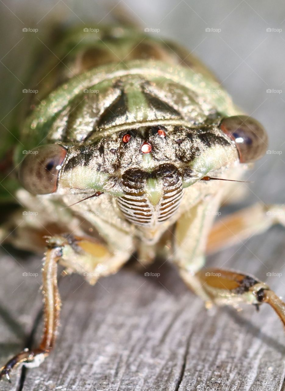 Annual Cicada macro