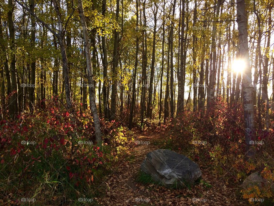 Sunlight through the trees