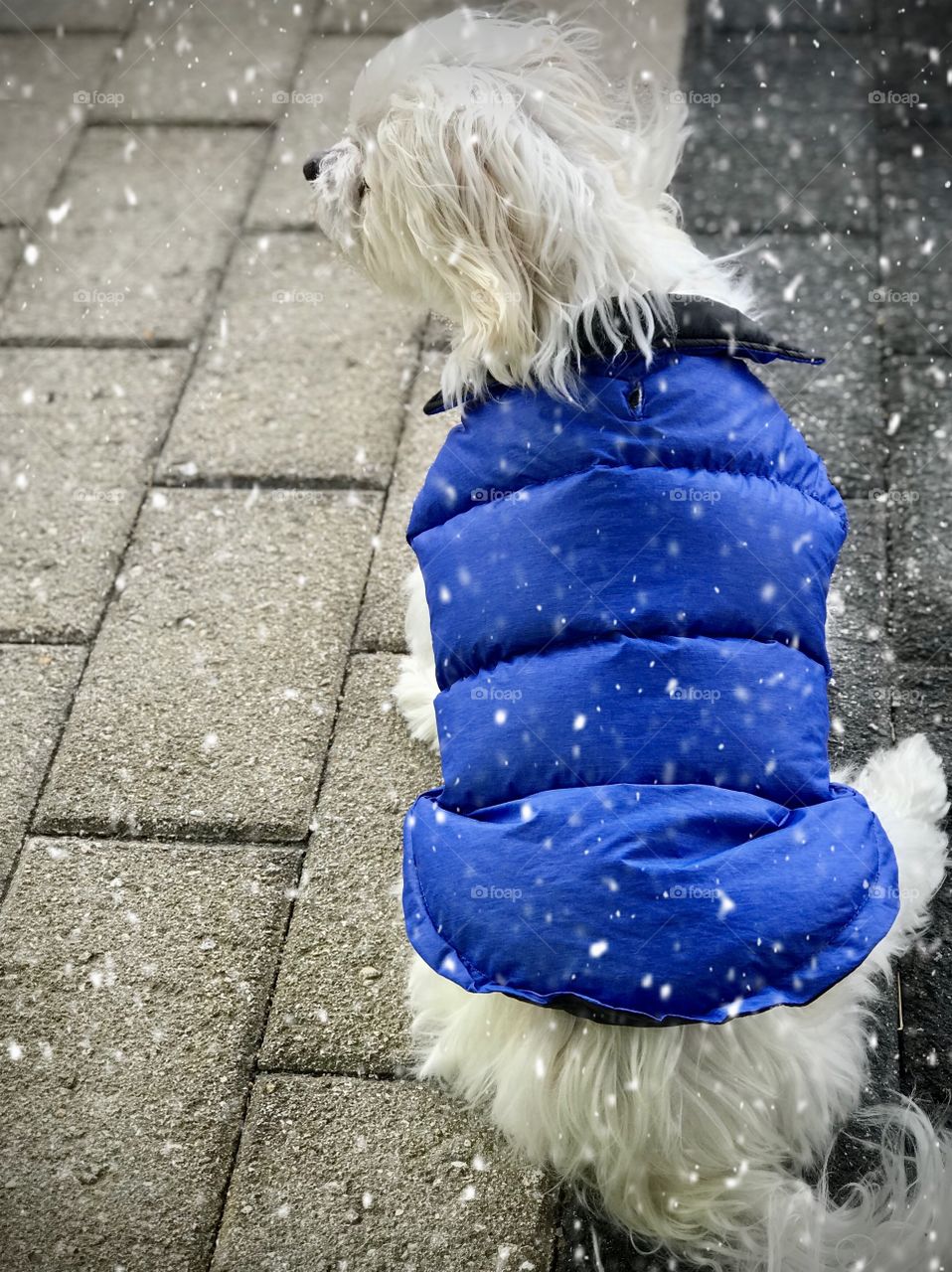 Just a Maltese in his winter coat enjoying the snow