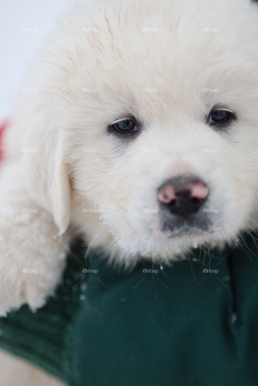 Close-up of great pyrenees puppy