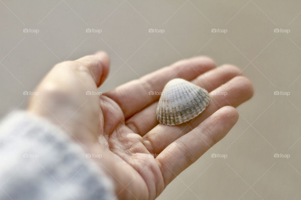 a small sea shell