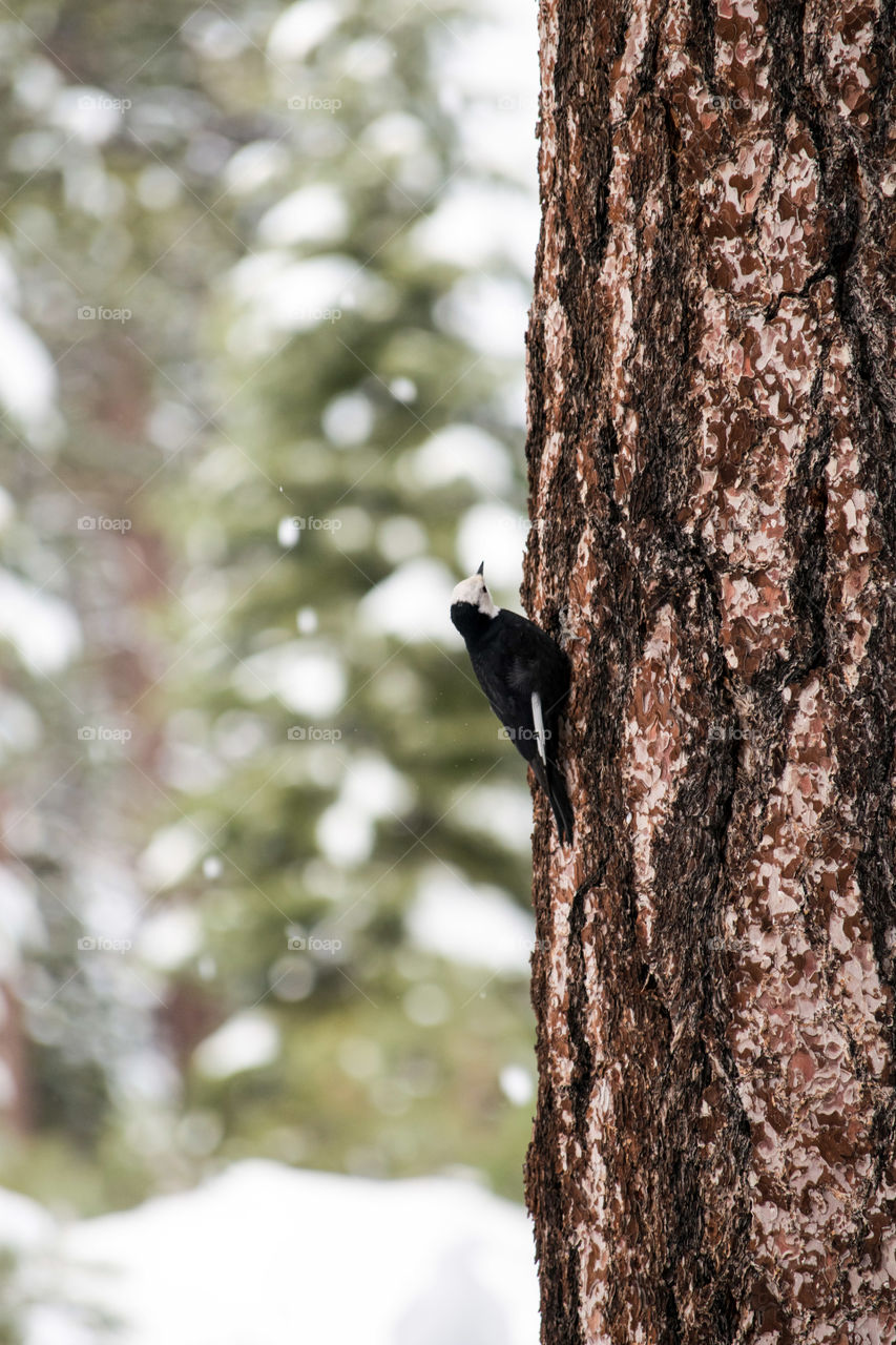 Woodpecker on a tree in the snow