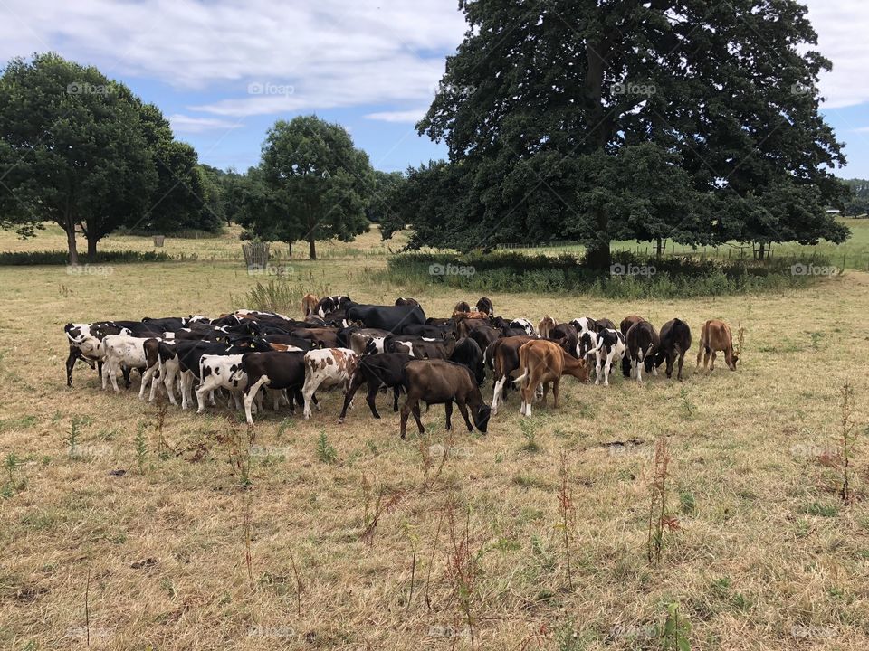 Herd of cattle bonding together in this glorious Devon sunshine.