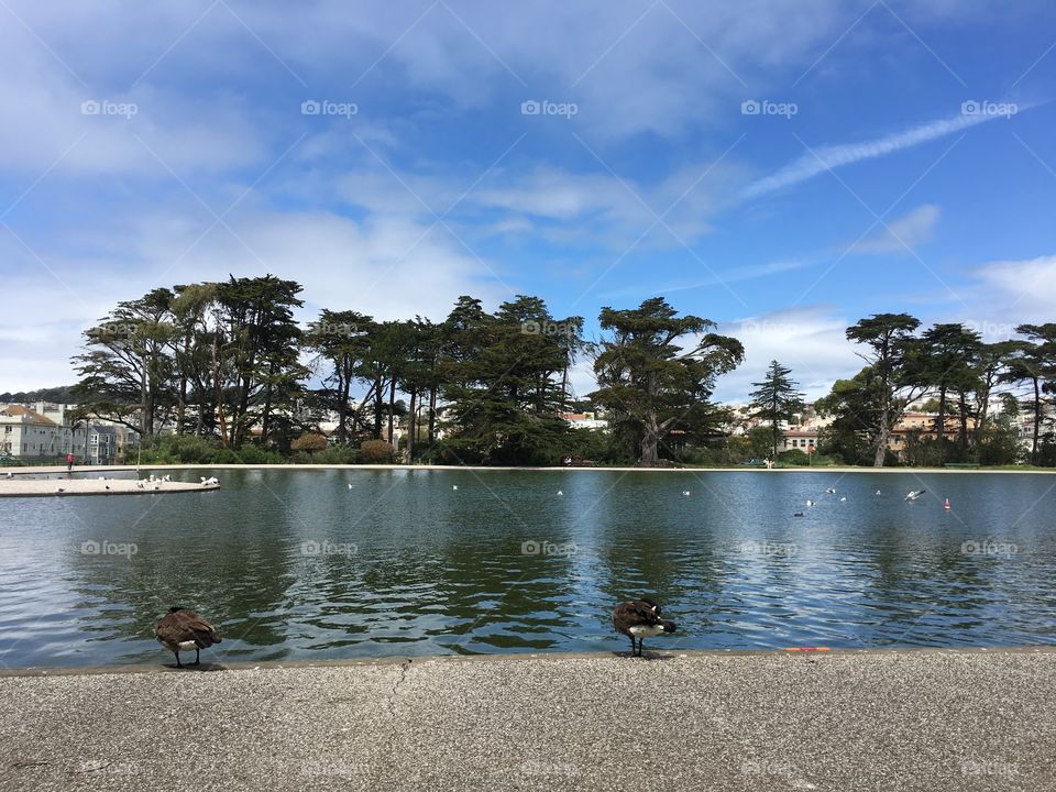 Spreckles lake... SF 