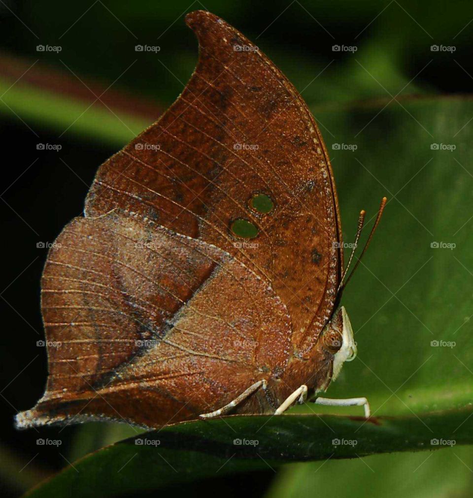 a special Brown butterfly like a leave on the Green leave