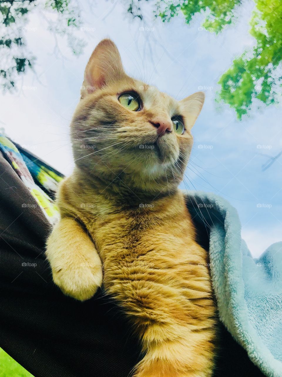 Darling bright orange tabby cat sitting and relaxing in hammock in warm sunny day. 