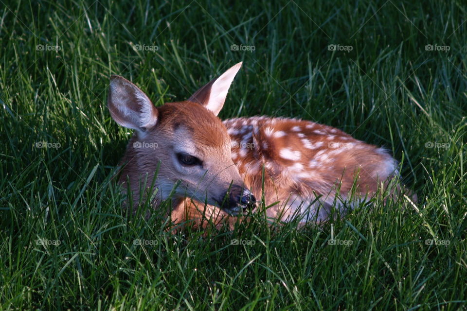 Spotted fawn