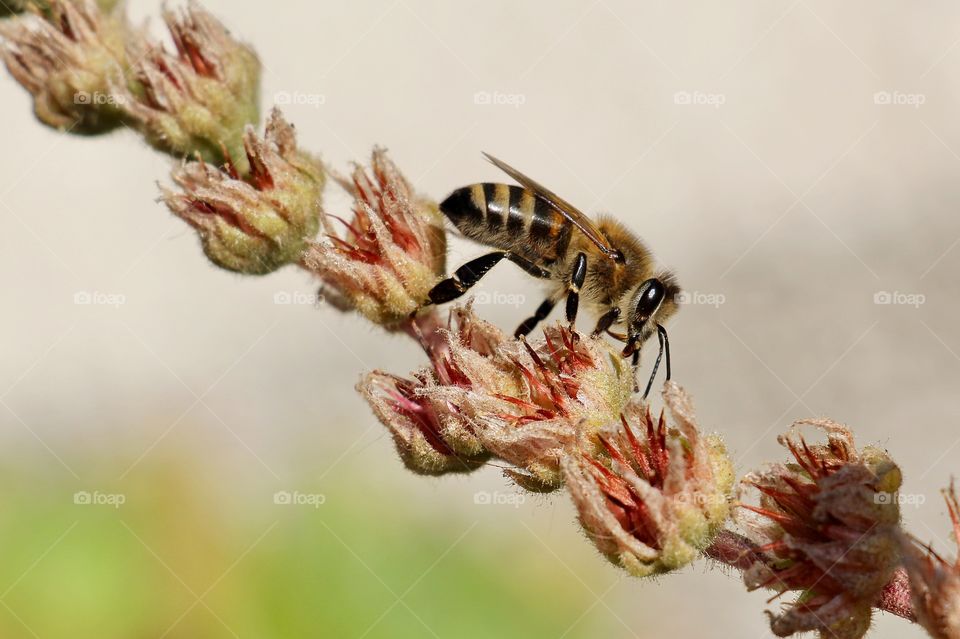 A bee collect pollen from flower