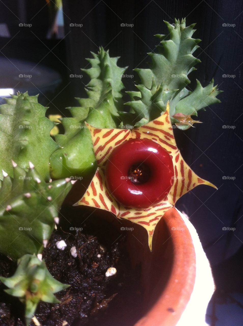 Lifesaver Cactus
