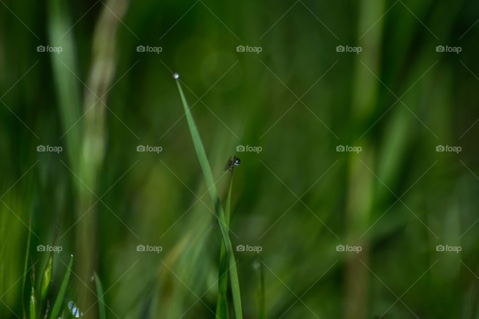 grass
