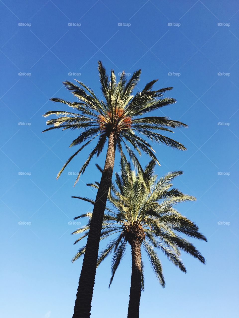 Palm 