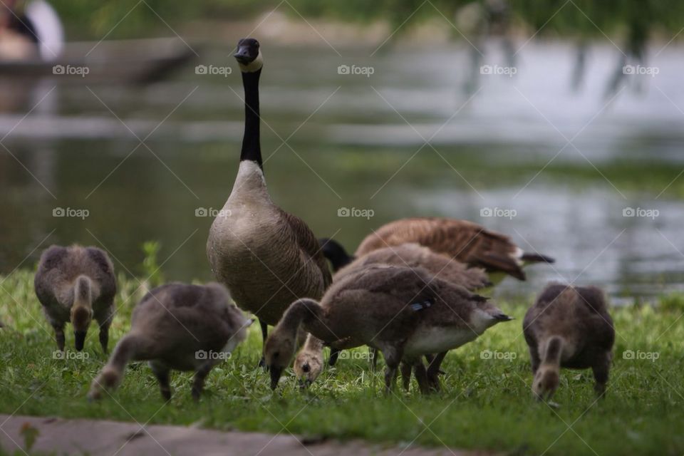 Geese, goose, spring, summer, fun, water, beautiful, McHenry, McHenry dam, 