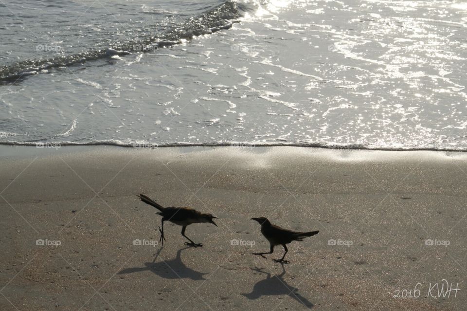 Ocean Beach Morning Bird Talk