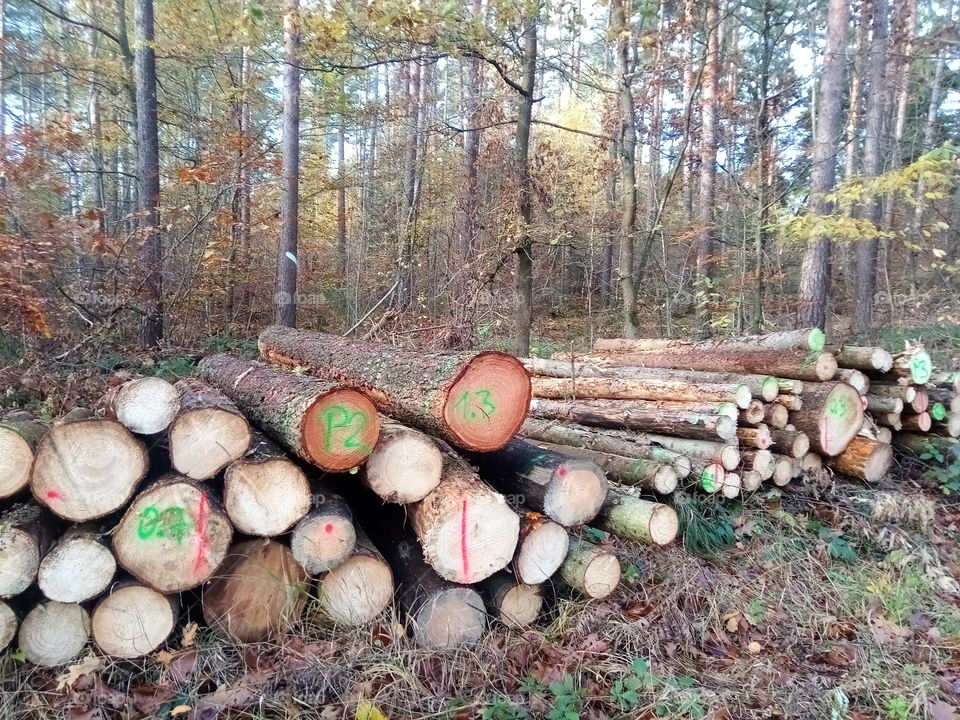 Wald ,Waldarbeiter waren am Werk,viele Bäume mussten gefällt werden zum Schutz der Tiere und Menschen