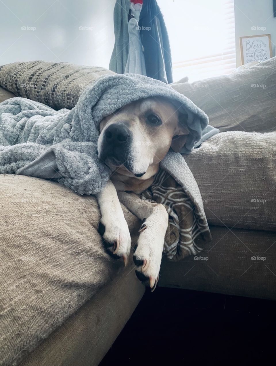 Our big boy Coco snuggled in blankets on this cool day! 