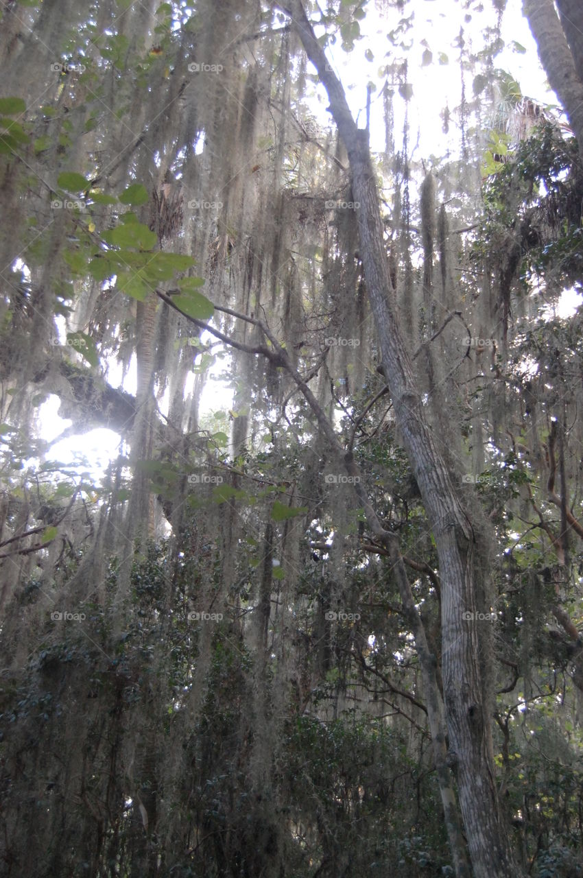 Spanish moss