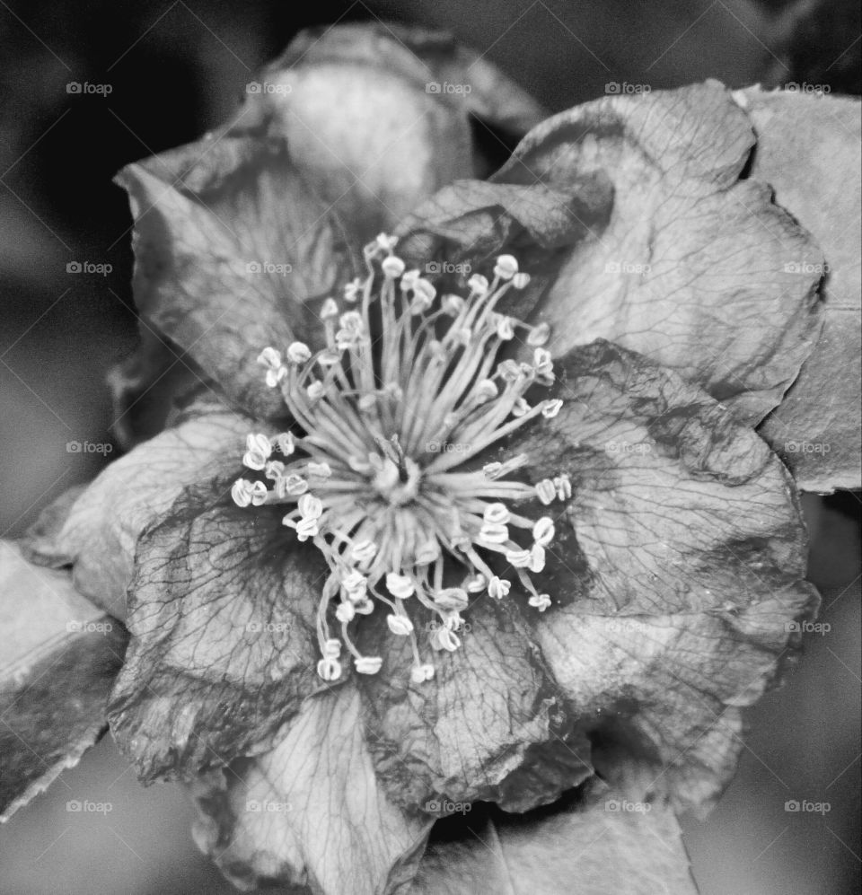 old flower in black and white.