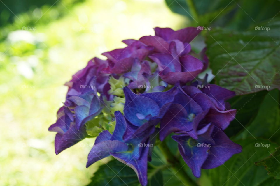 my hydrangea plant