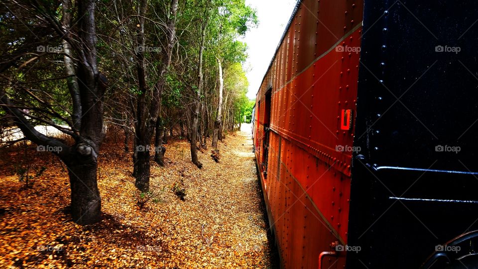 Train By The Forest