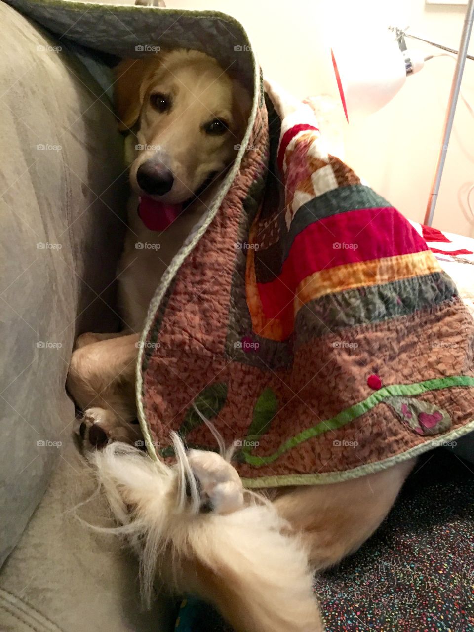 Puppy resting on couch