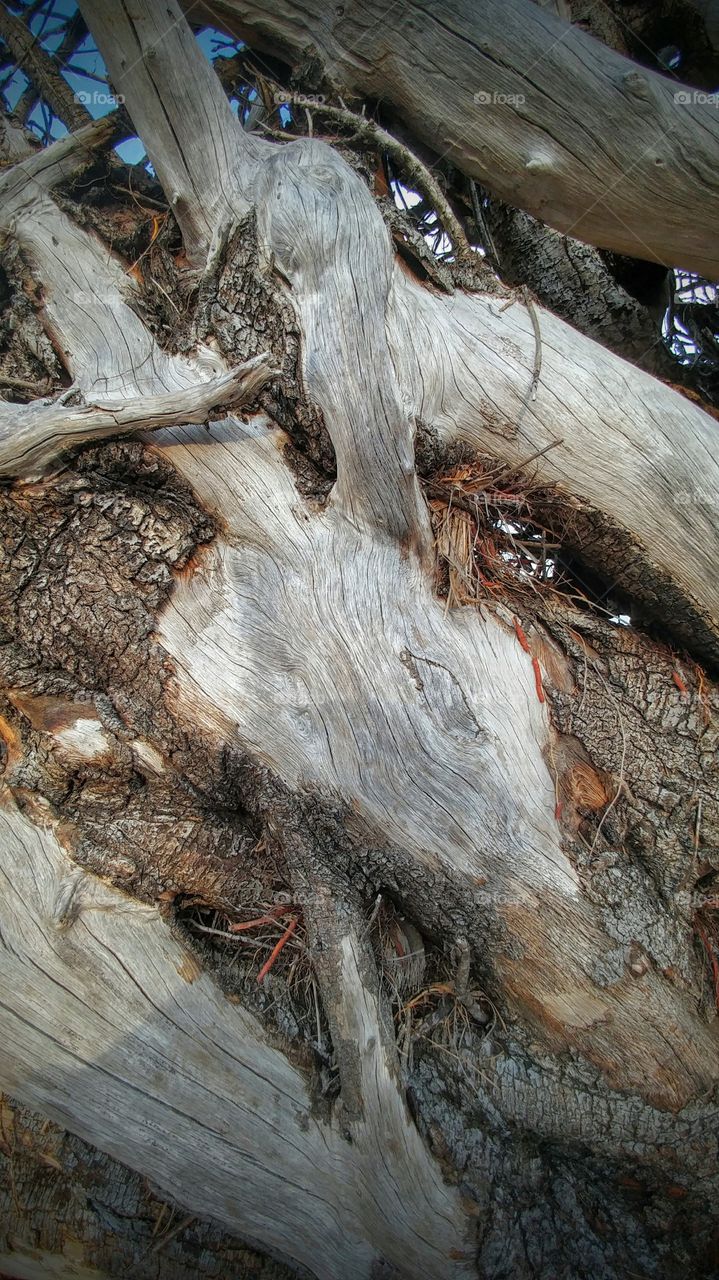 Bottom of driftwood
