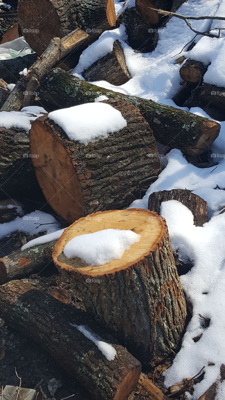 logs with snow on them