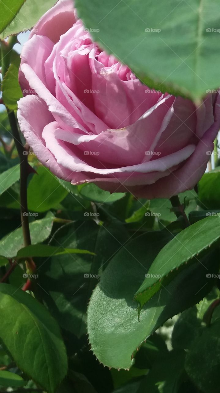 pink Rose