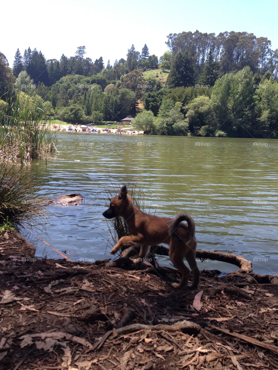 Dog at a Lake