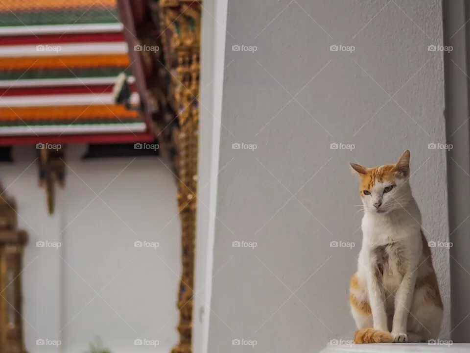 Cat...
